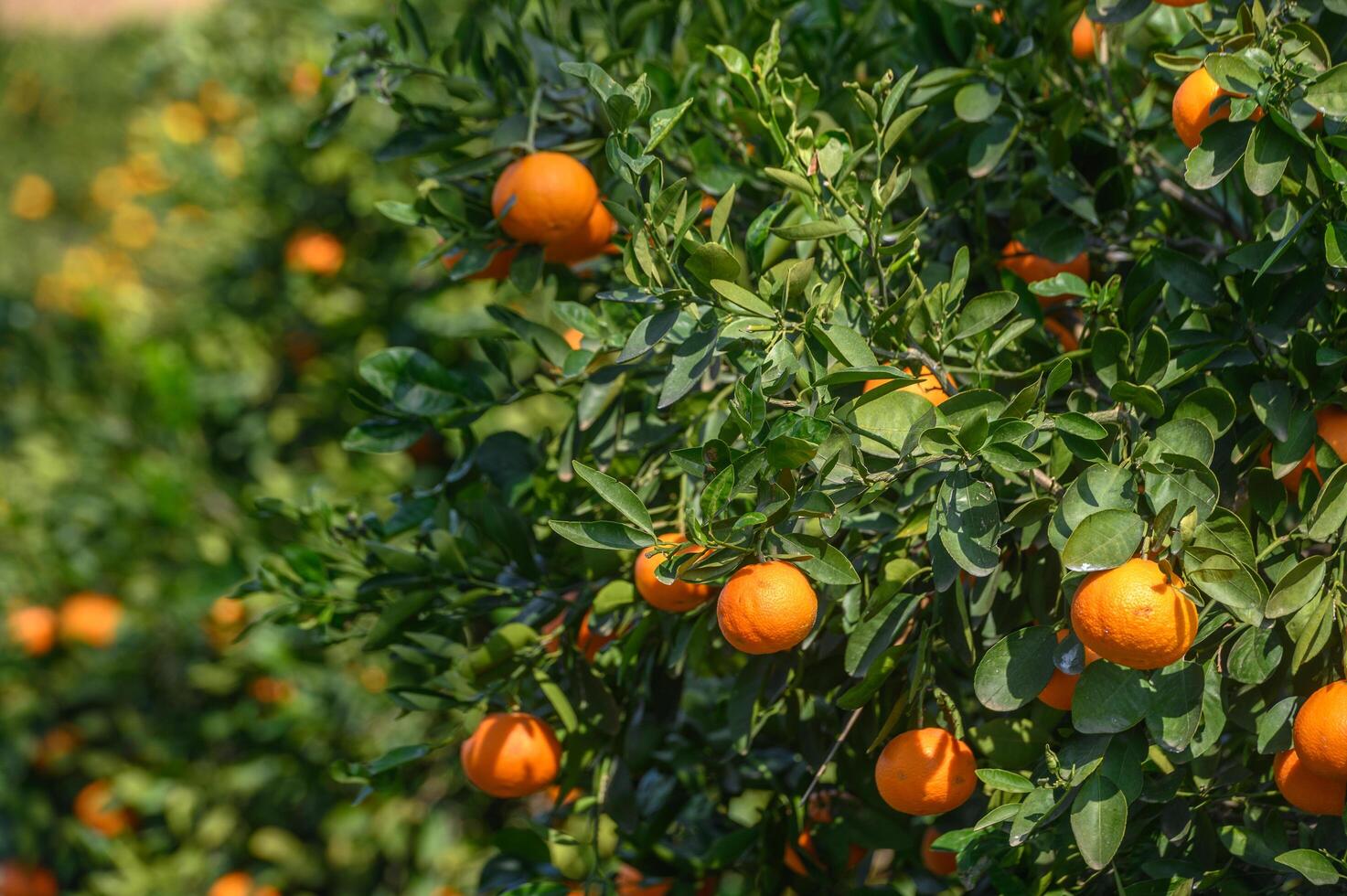 juicy oranges on tree branches in Cyprus 2 photo