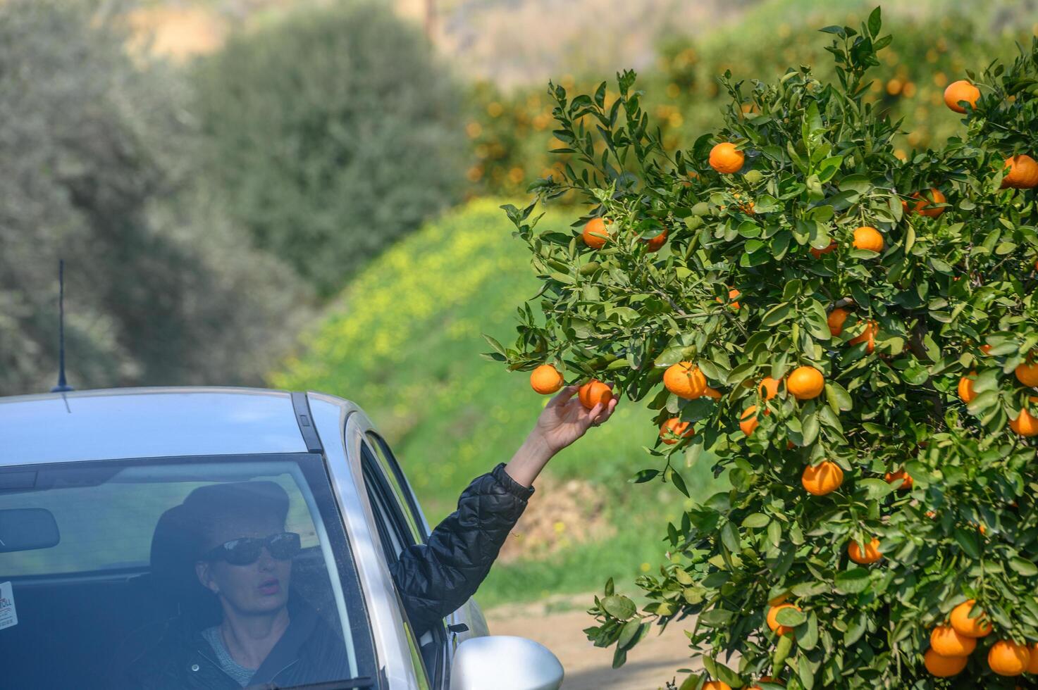women picking tangerines from a car on tree branches in Cyprus 1 photo