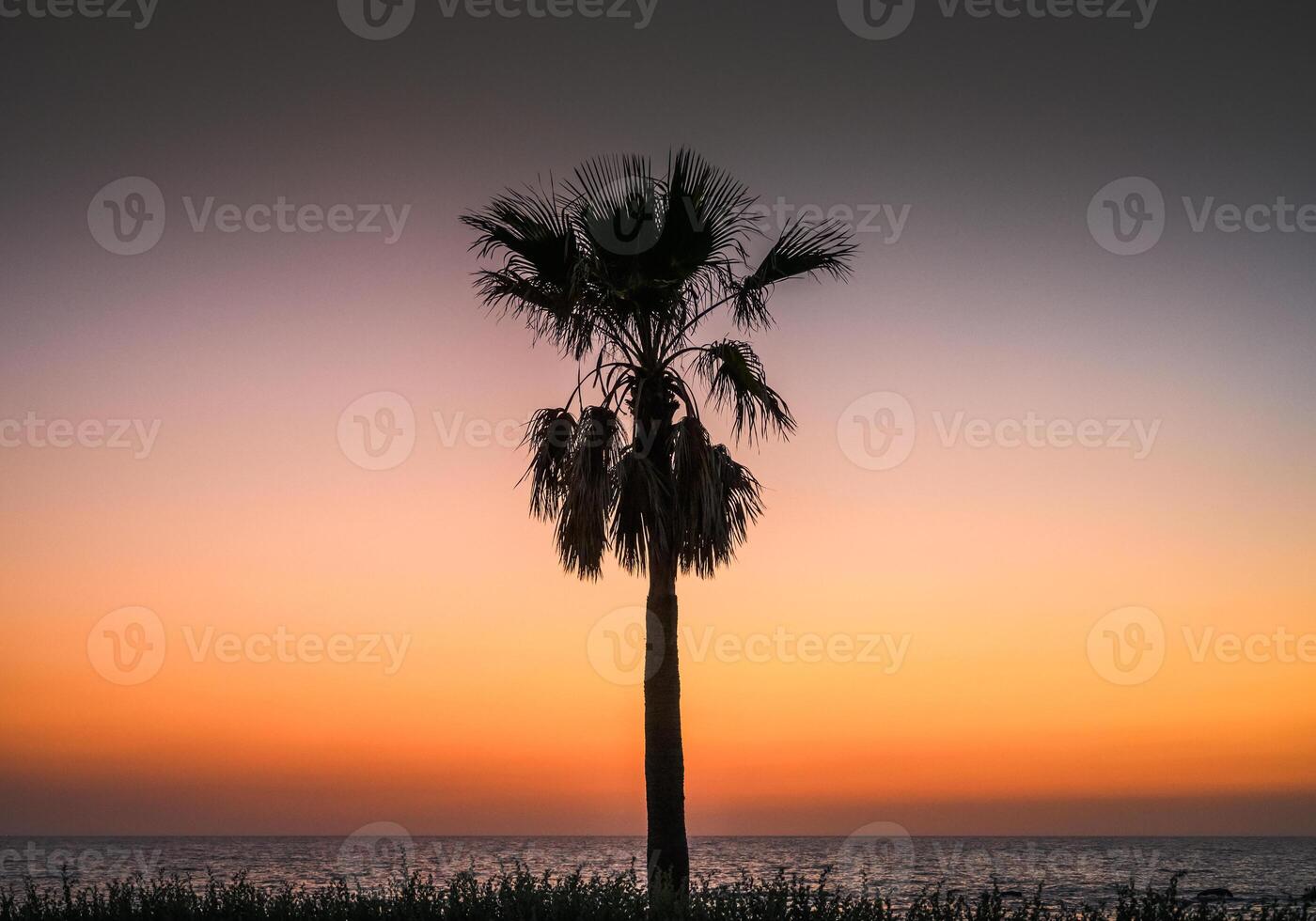 A beautiful shot of a palm tree against a colorful sky during the sunset photo