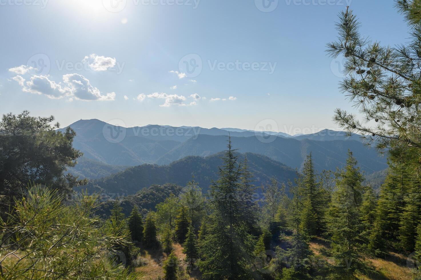 View of the fields, forest and mountains through the branches of a coniferous tree photo