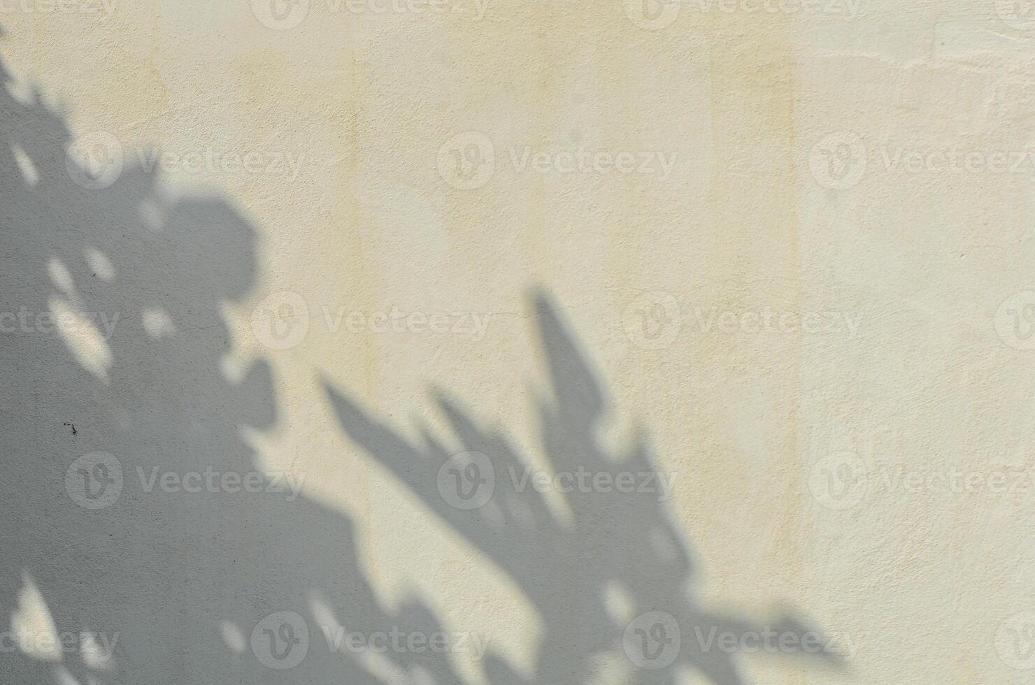 shadow of the leaves on a white wall photo