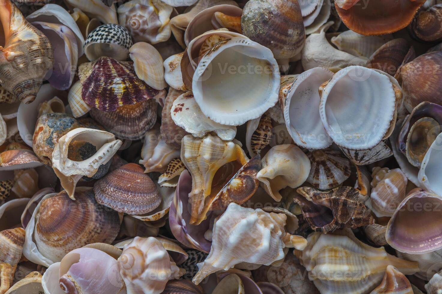 Experience rich textures with macro photography, 1 photo