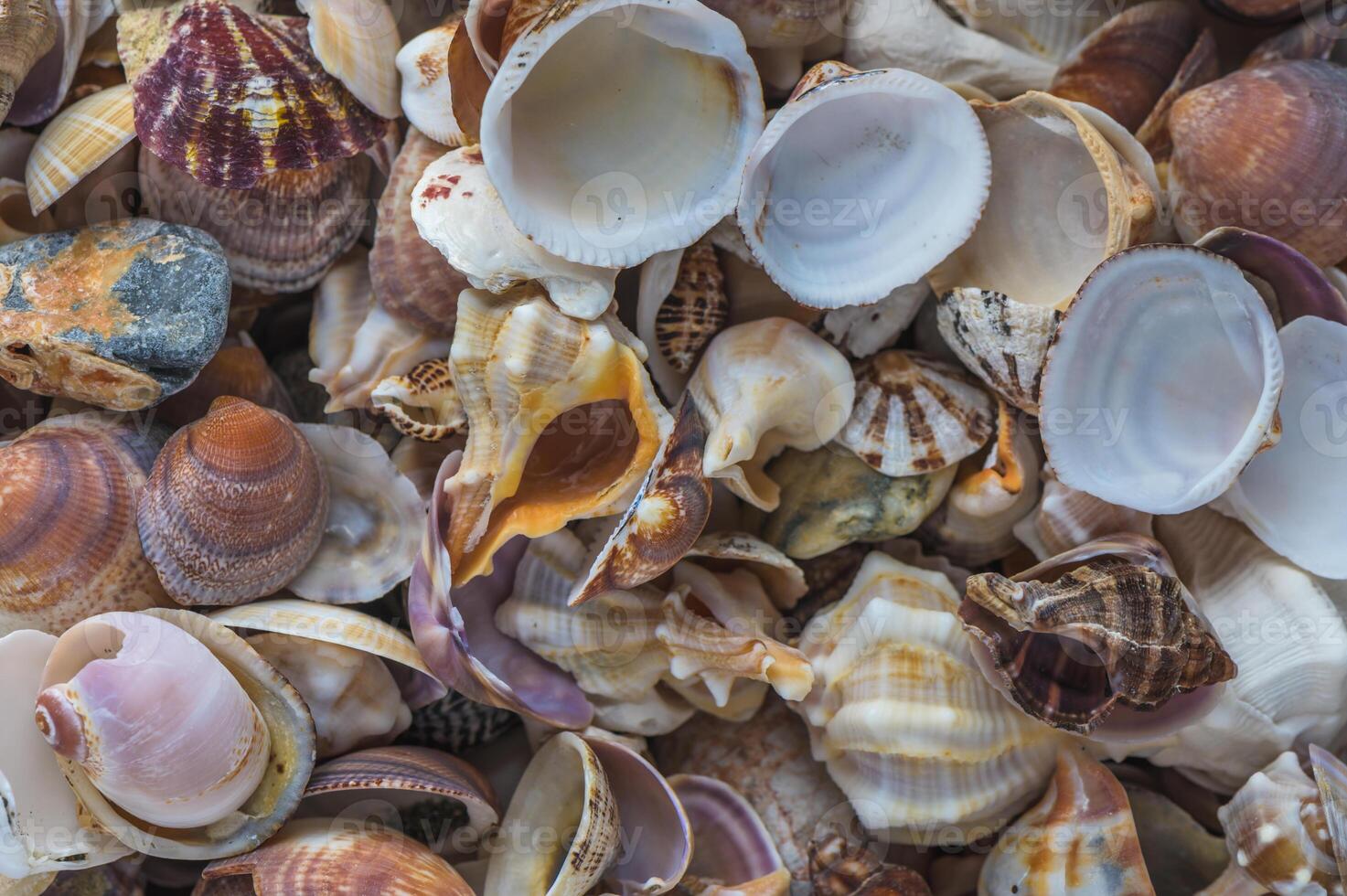 Variety of seashells and pebbles background, top view, 1 photo