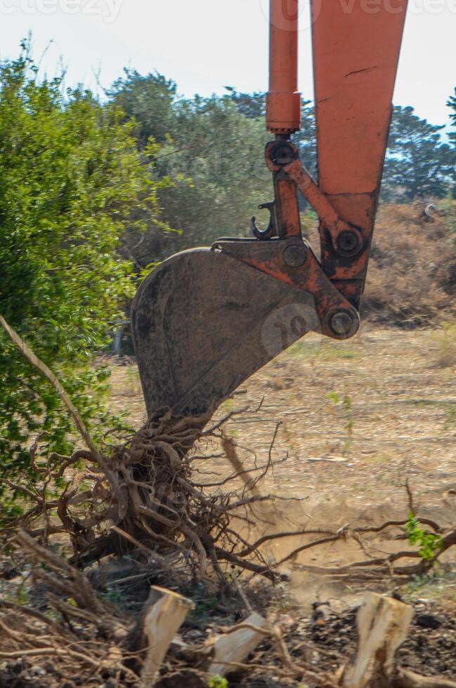 Gazeveren Cyprus 03.07.2024 - excavator uproots the roots of orange trees photo
