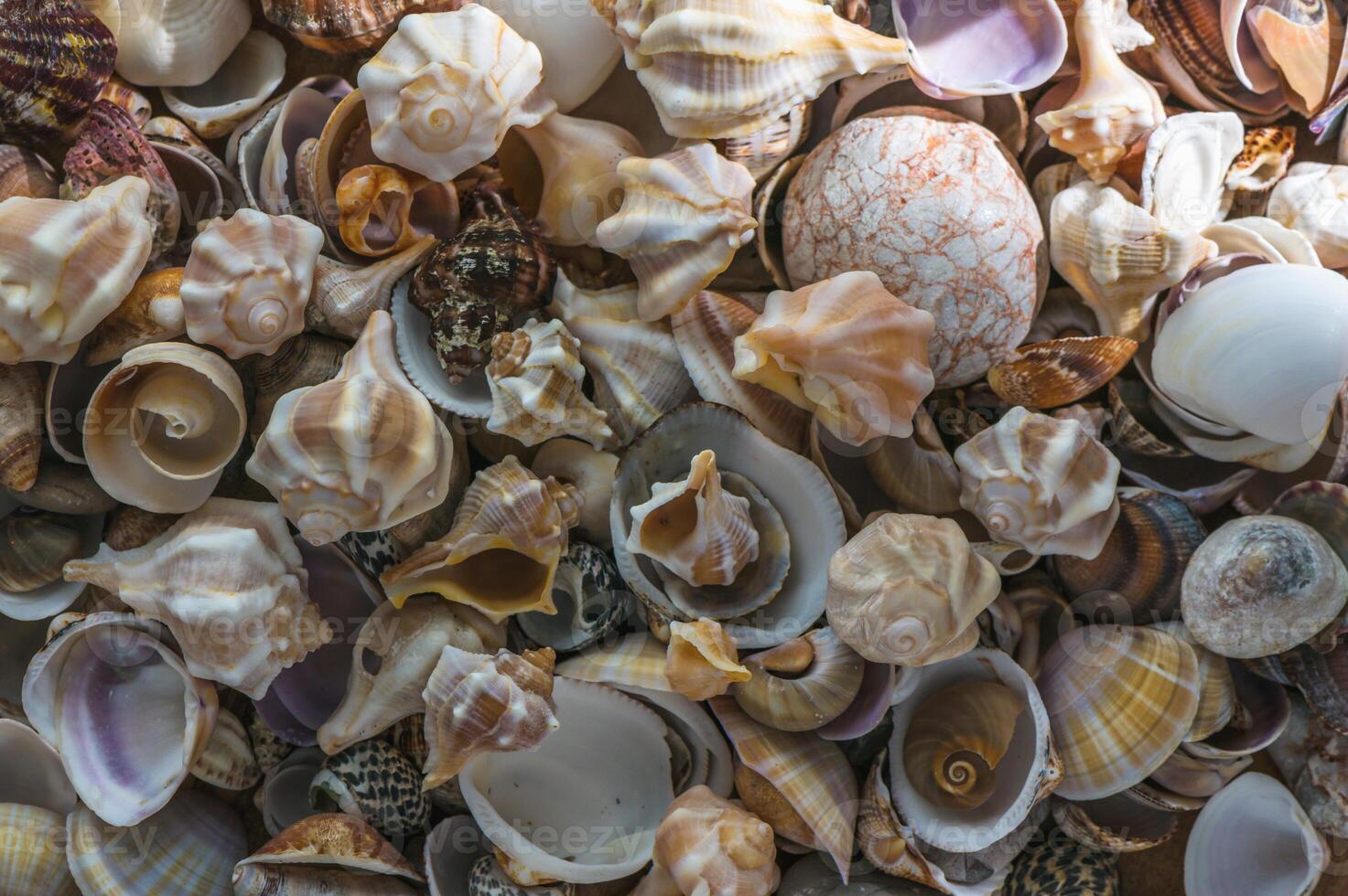 Mollusk shells. Seashell background. Ocean shells 1 photo