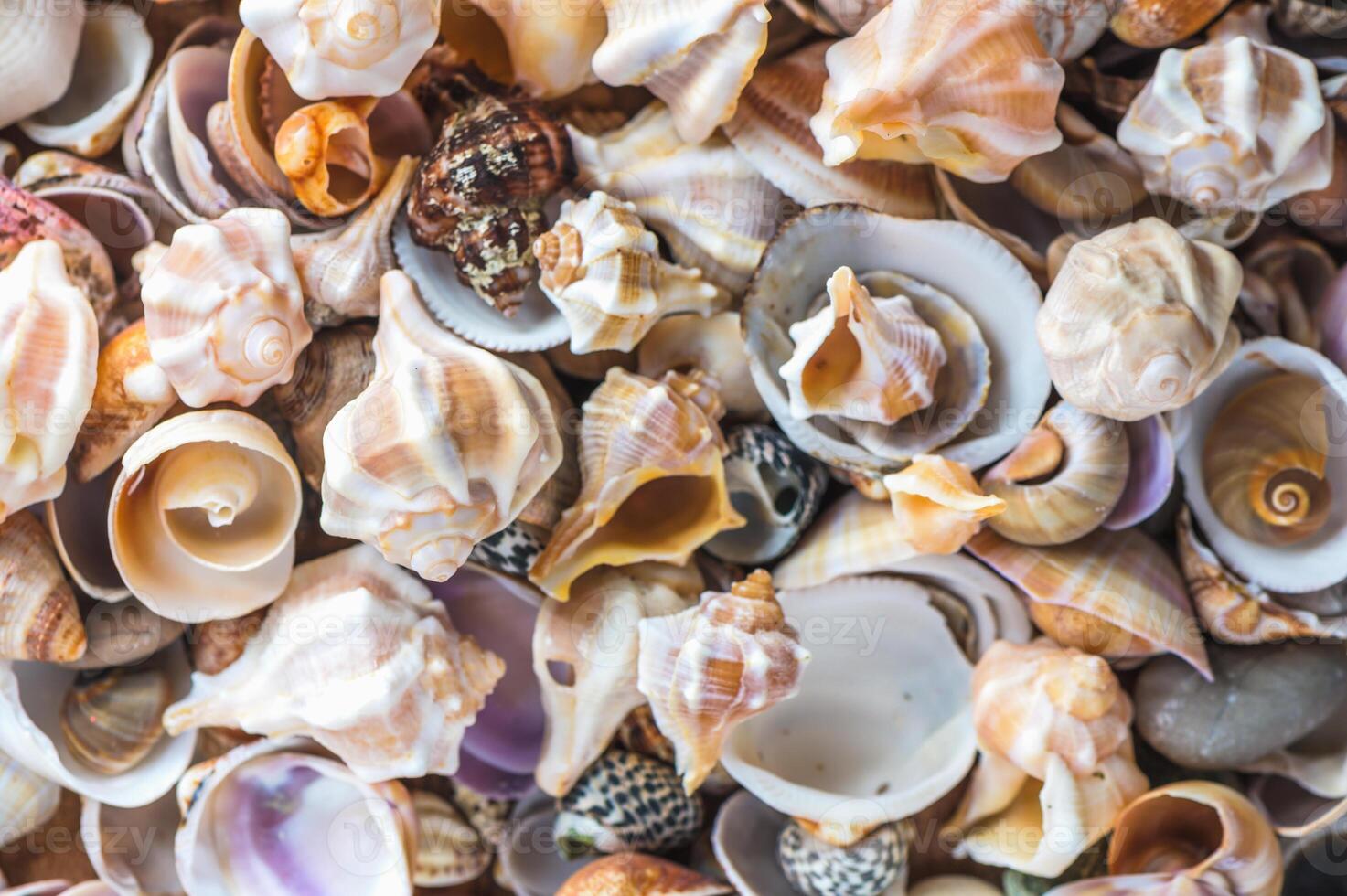 Sea shells pattern. Seashell background. photo