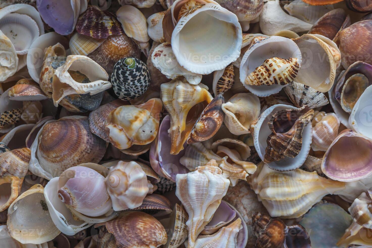 Experience rich textures with macro photography, photo