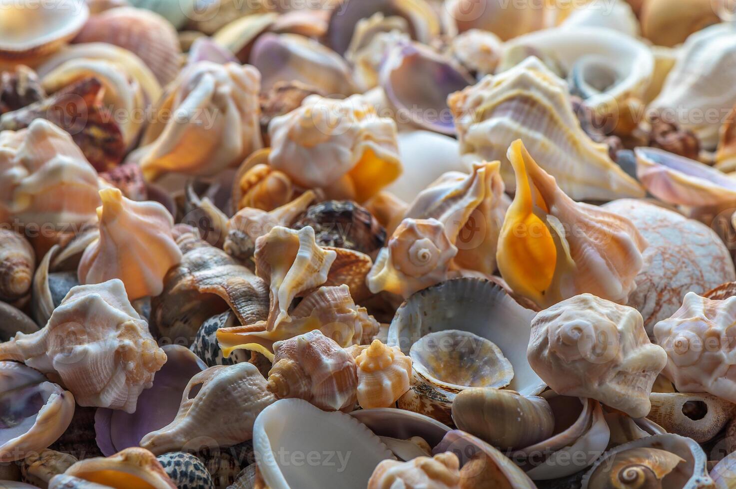 finely pierced shells creating a beach shoreline photo