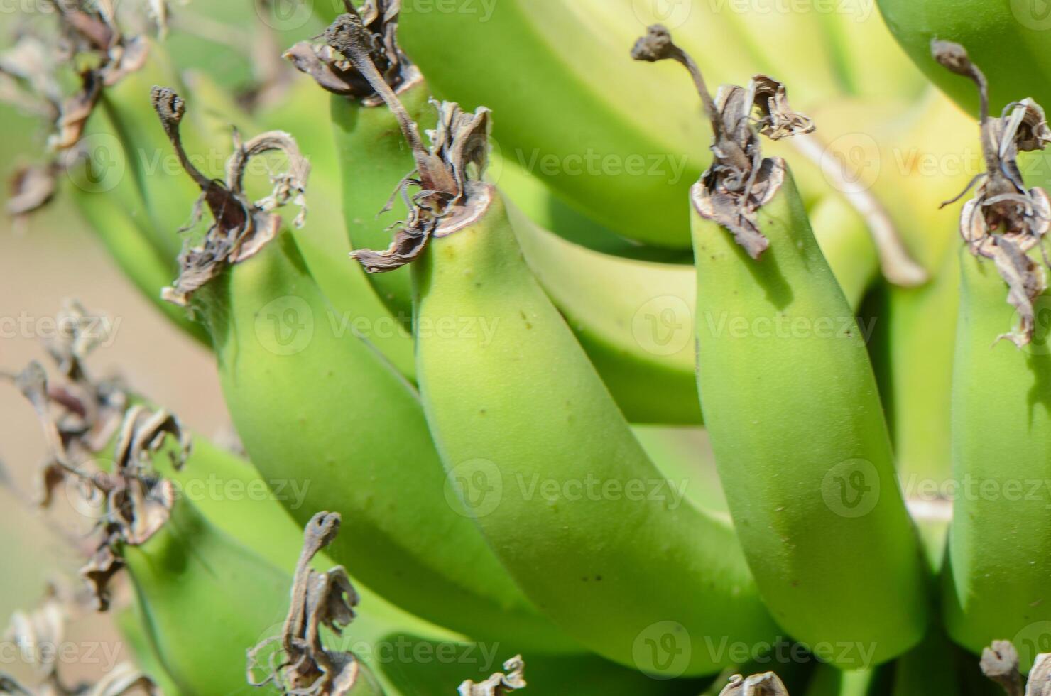 a bunch of bananas on a tree photo