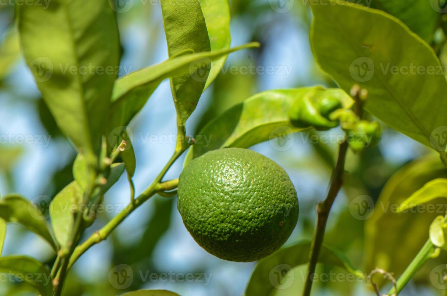 Young green orange fruit on a pomegranate tree in a garden photo
