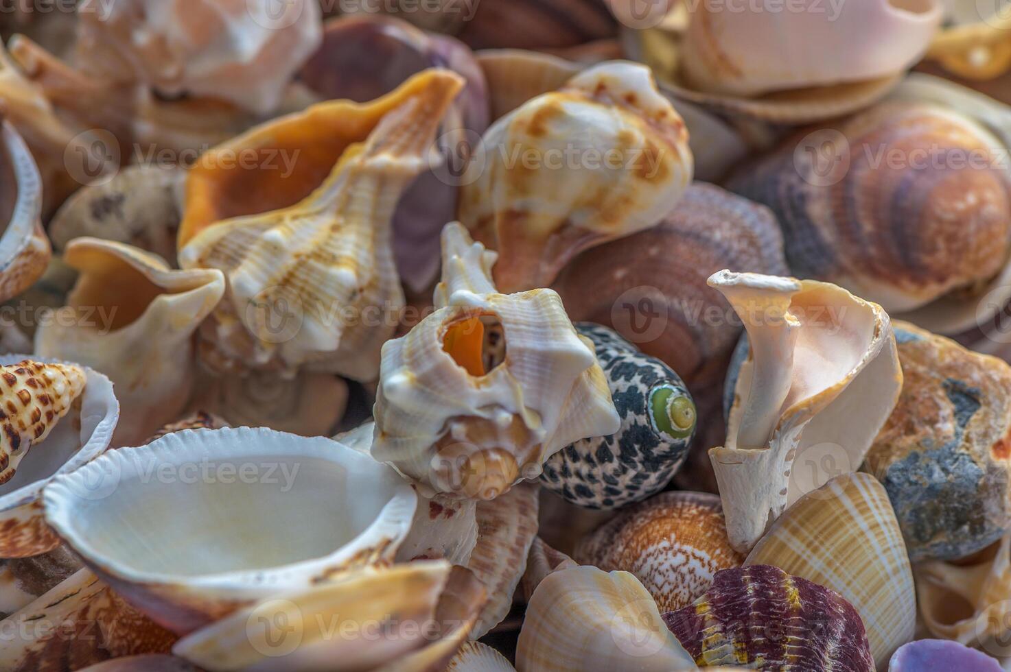 Texture with seashells. Various seashells. photo
