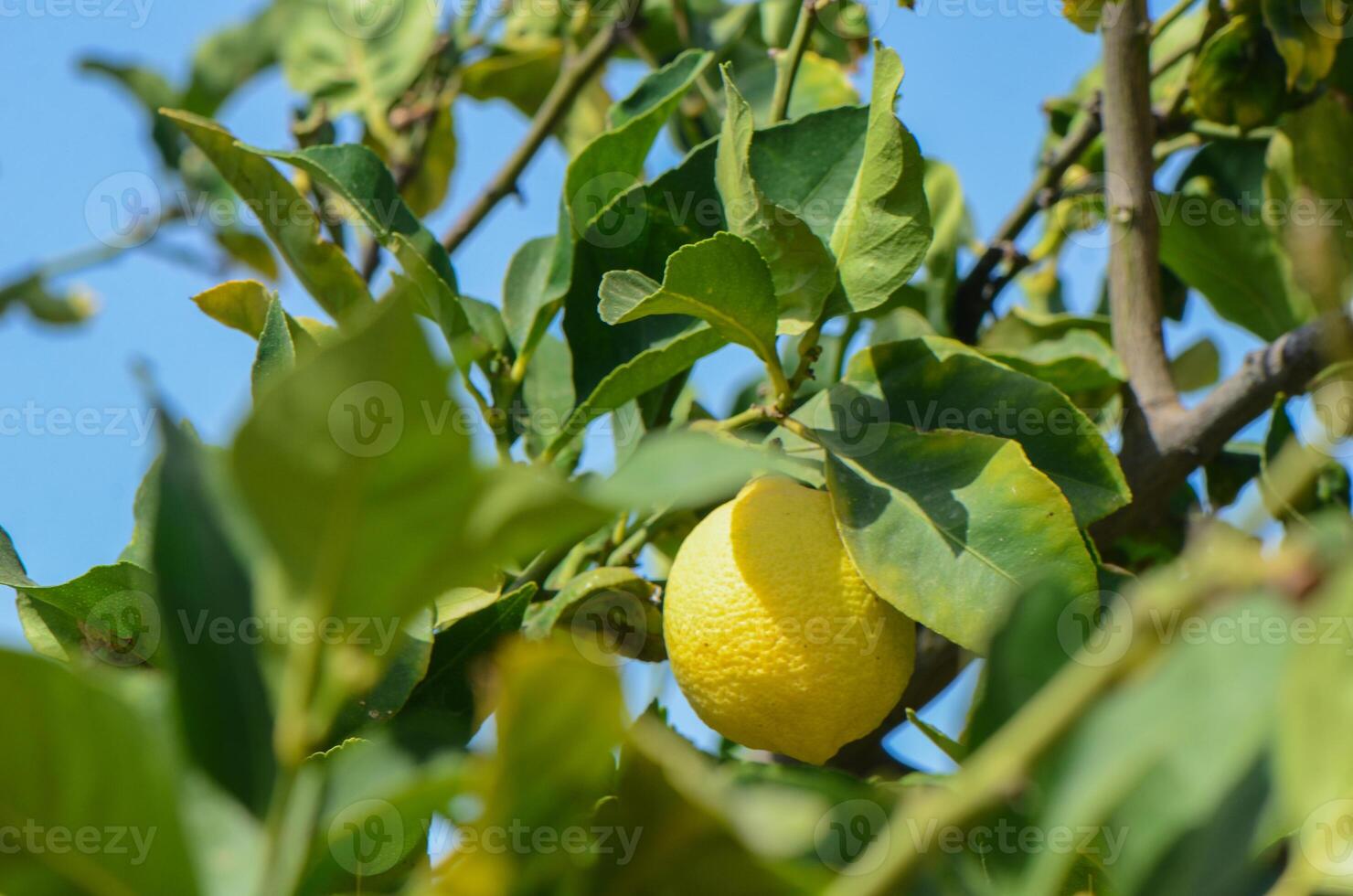 Lemon hanging on a lemon tree. photo