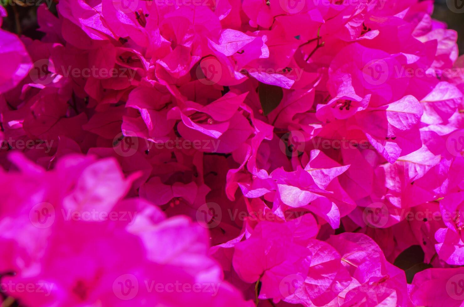 Bougainvillea Flowers Cascading from a Tree Branch photo
