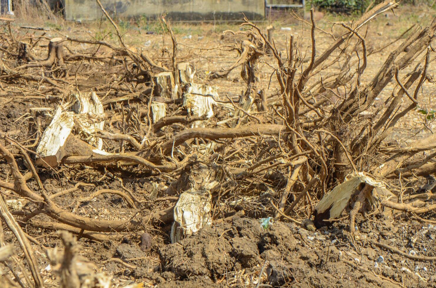 Gazeveren Cyprus 03.07.2024 - excavator uproots the roots of orange trees photo