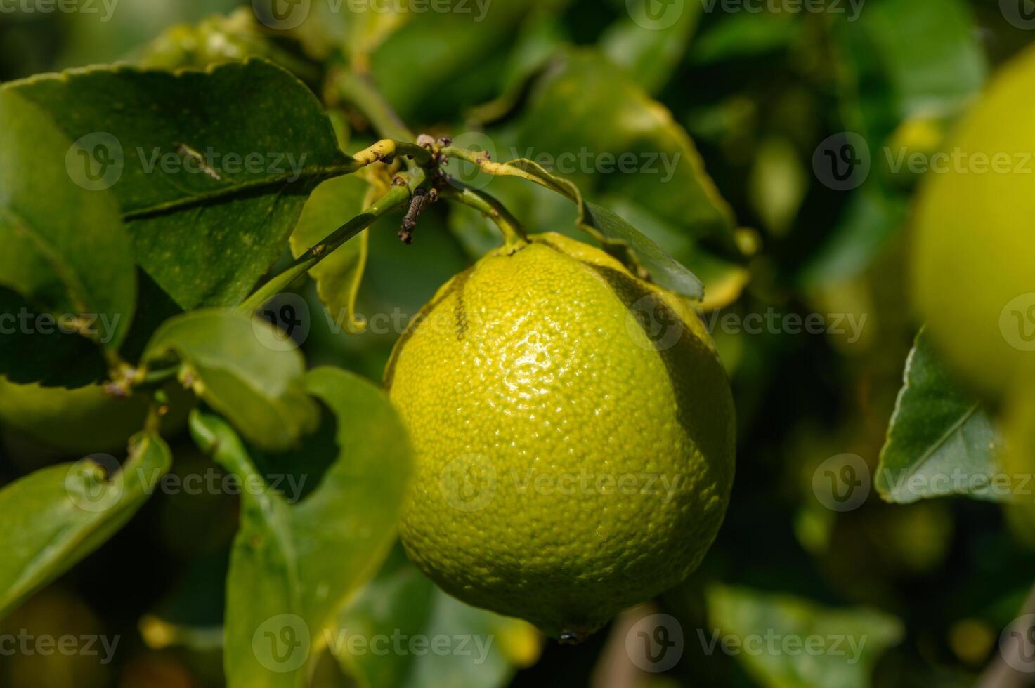 lemons ripen on branches in a garden in Cyprus in winter 3 photo