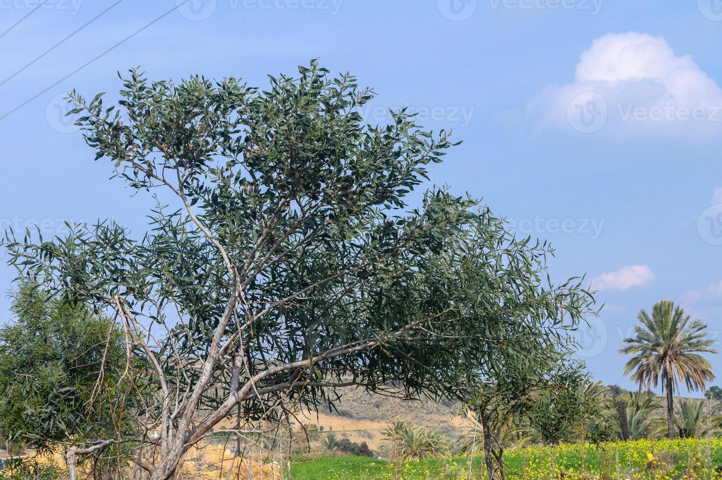 lonely tree against the sky 1 photo