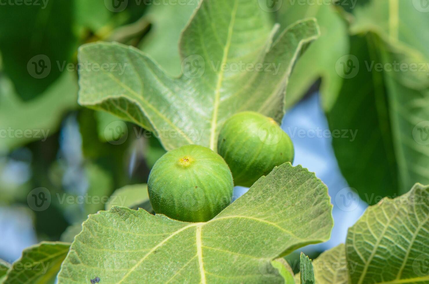 A green fig tree branch with lush leaves and a single fig fruit photo