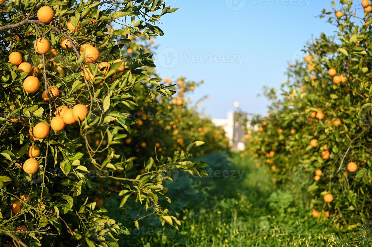beautiful oranges in the garden in winter in Cyprus 2 photo