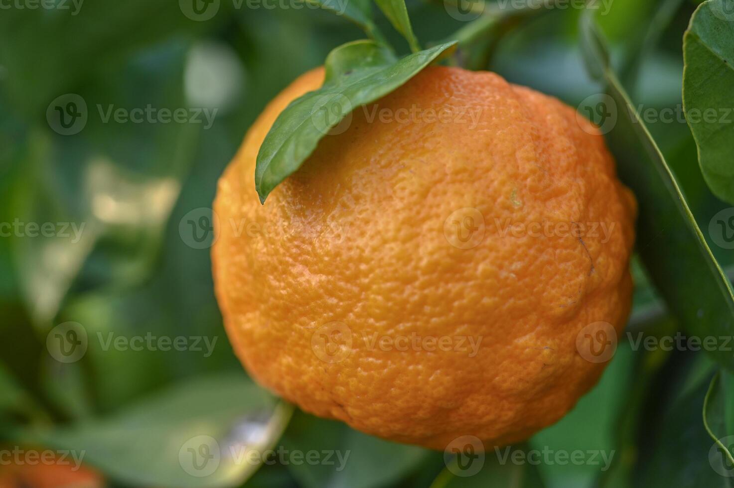 delicious juicy tangerines on a tree in the garden in winter on the Mediterranean 8 photo