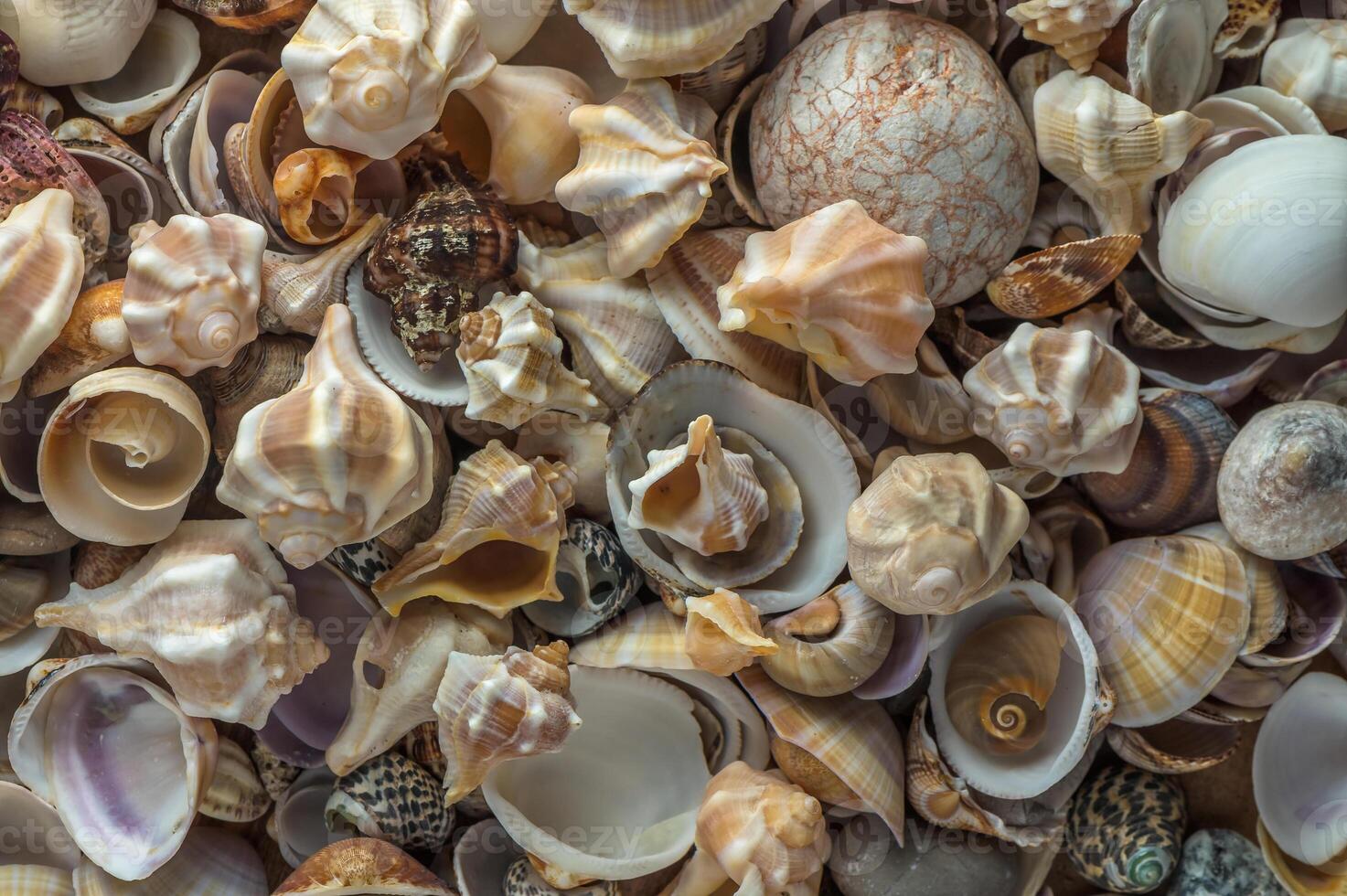 beautiful Mediterranean seashells as background 13 photo