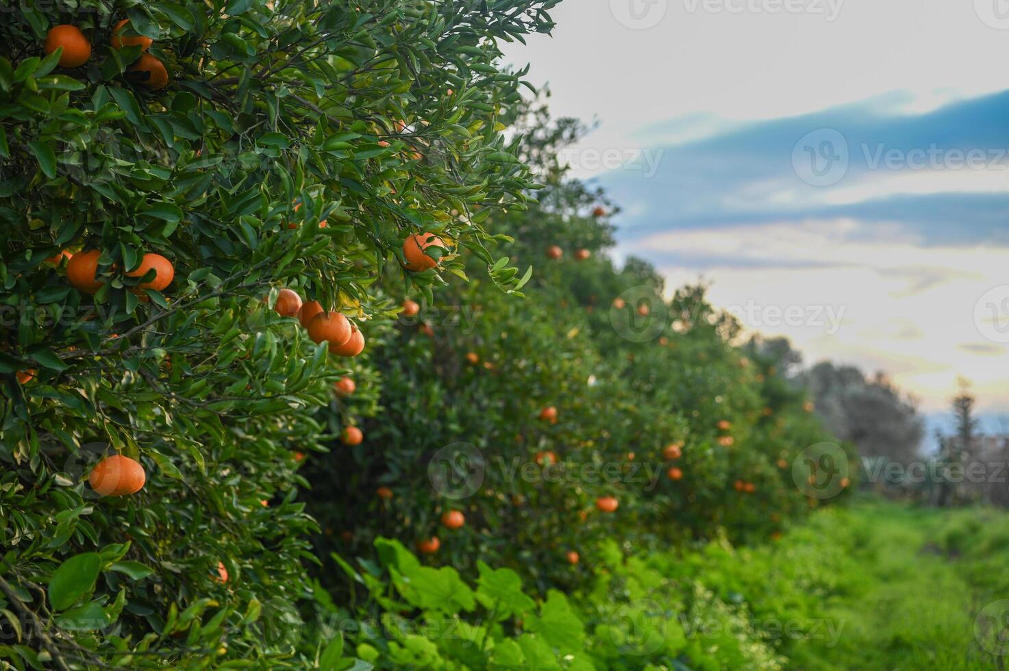 delicious juicy tangerines on a tree in the garden in winter on the Mediterranean 2 photo
