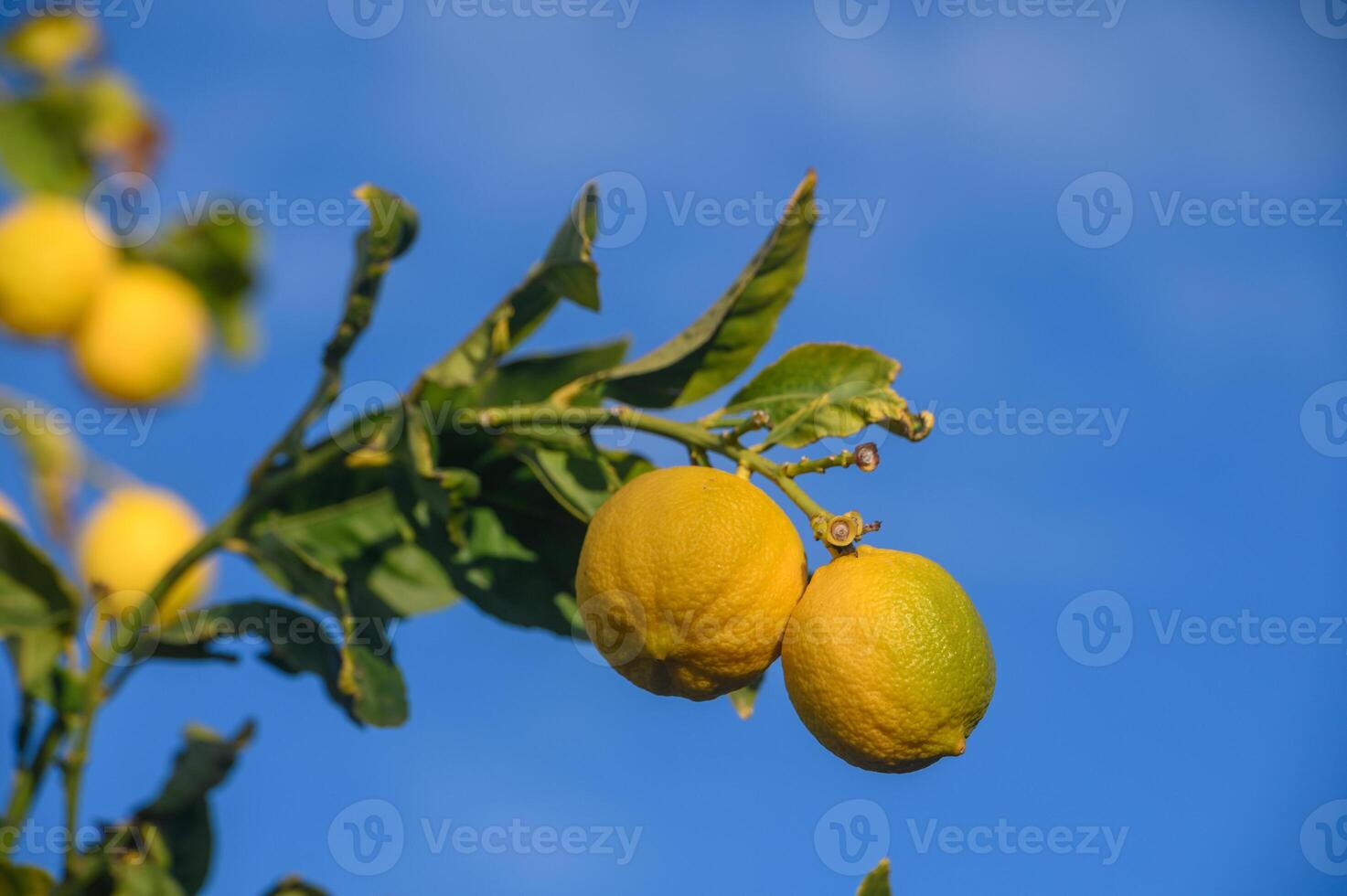 juicy lemons on branches in a garden in Cyprus in winter 2 photo