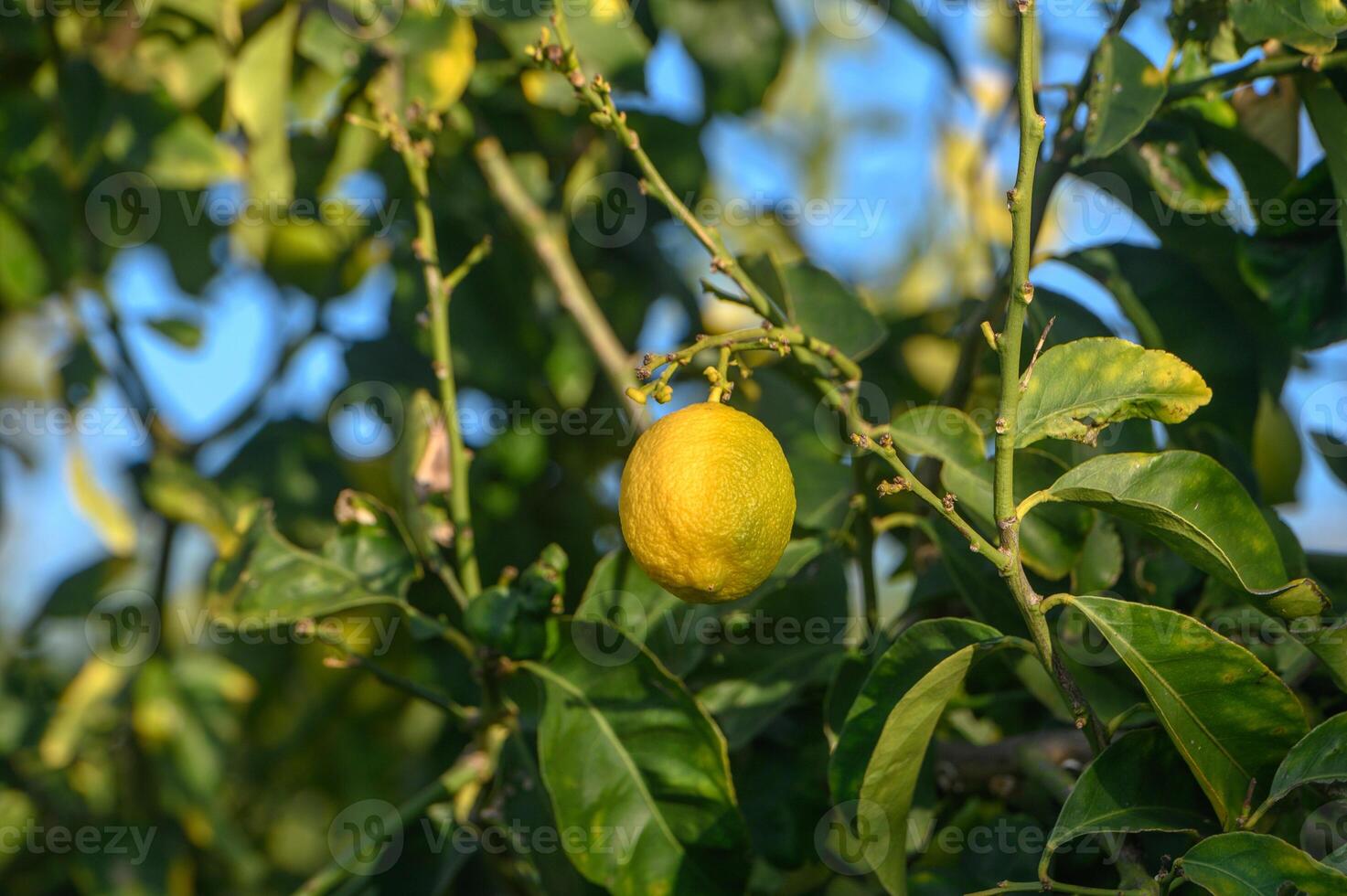 lemons on branches in a garden in Cyprus in winter 7 photo