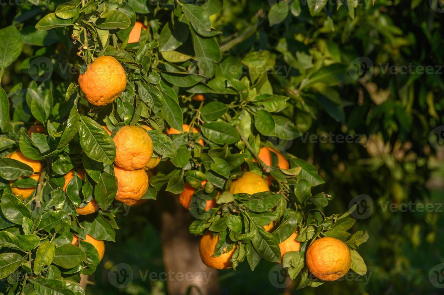 oranges on branches in a garden in Cyprus in winter 6 photo