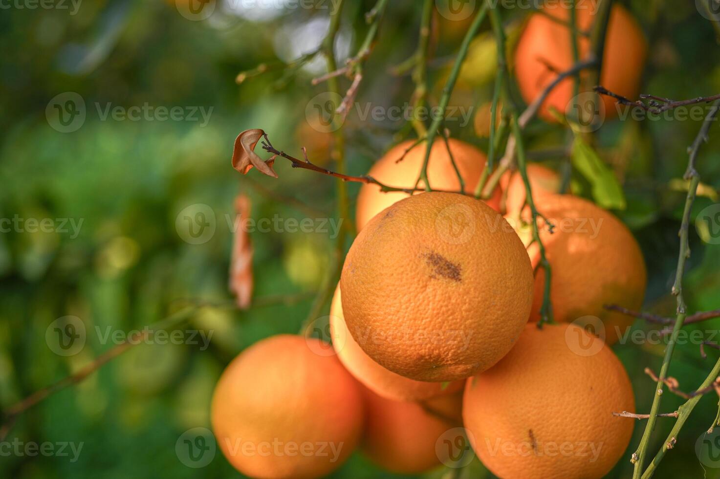 delicious juicy oranges on a tree in the garden in winter on the Mediterranean 13 photo