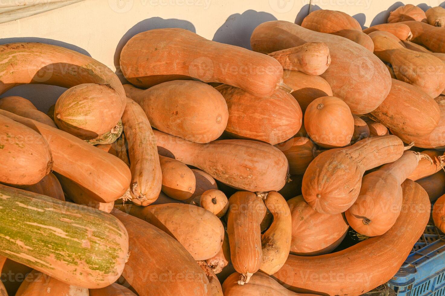 pumpkins at the local vegetable market in Cyprus 4 photo