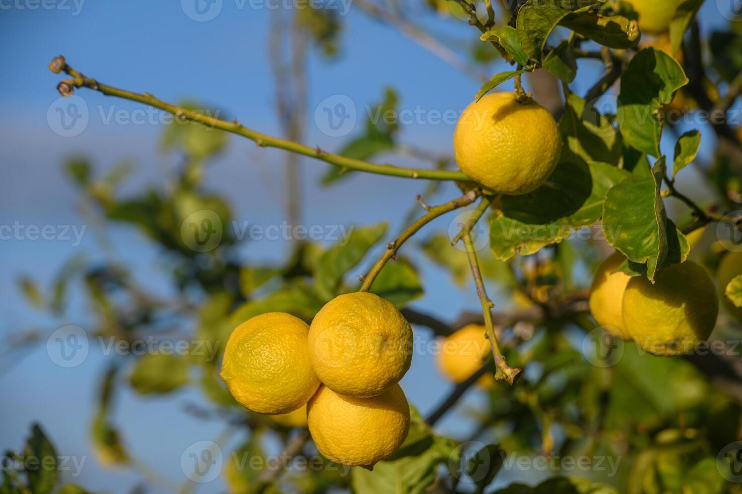 juicy lemons on branches in a garden in Cyprus in winter 5 photo