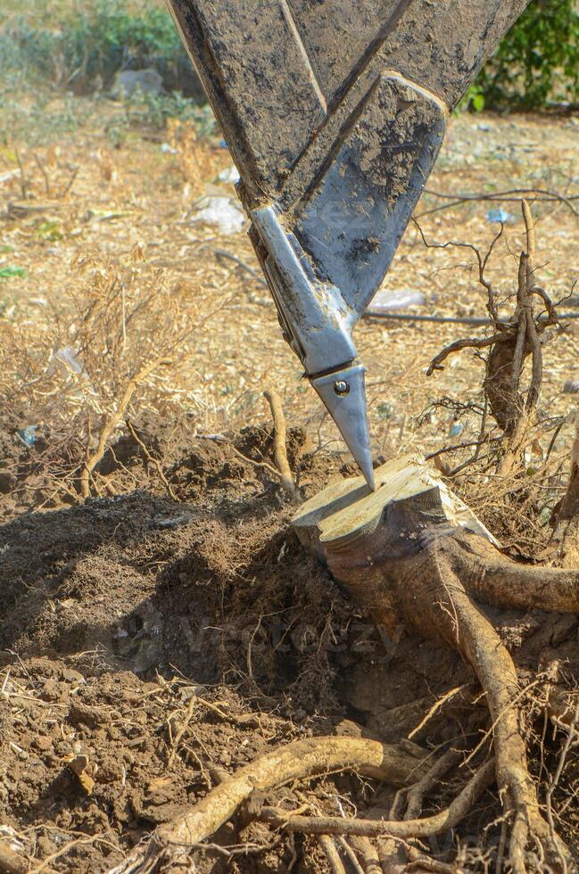 Gazeveren Cyprus 03.07.2024 - excavator uproots the roots of orange trees photo