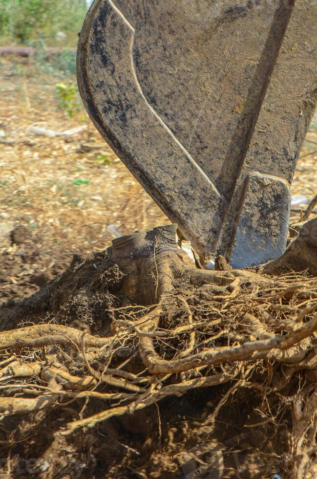 Gazeveren Cyprus 03.07.2024 - excavator uproots the roots of orange trees photo