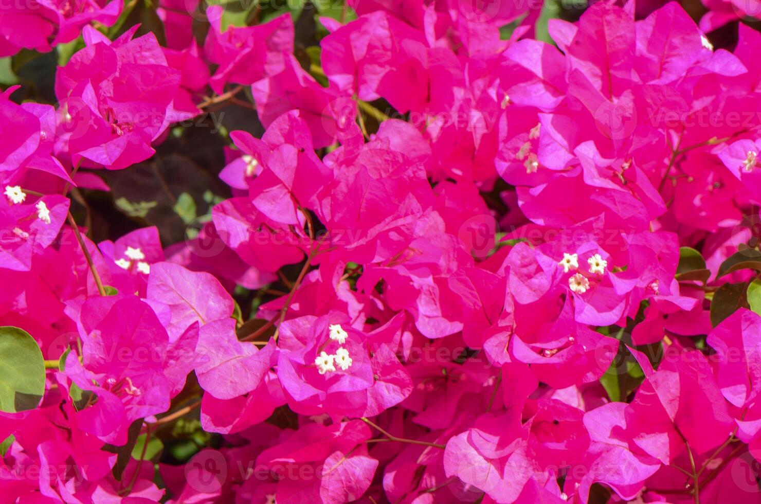 Red Bougainvillea flower with blur leaves background photo