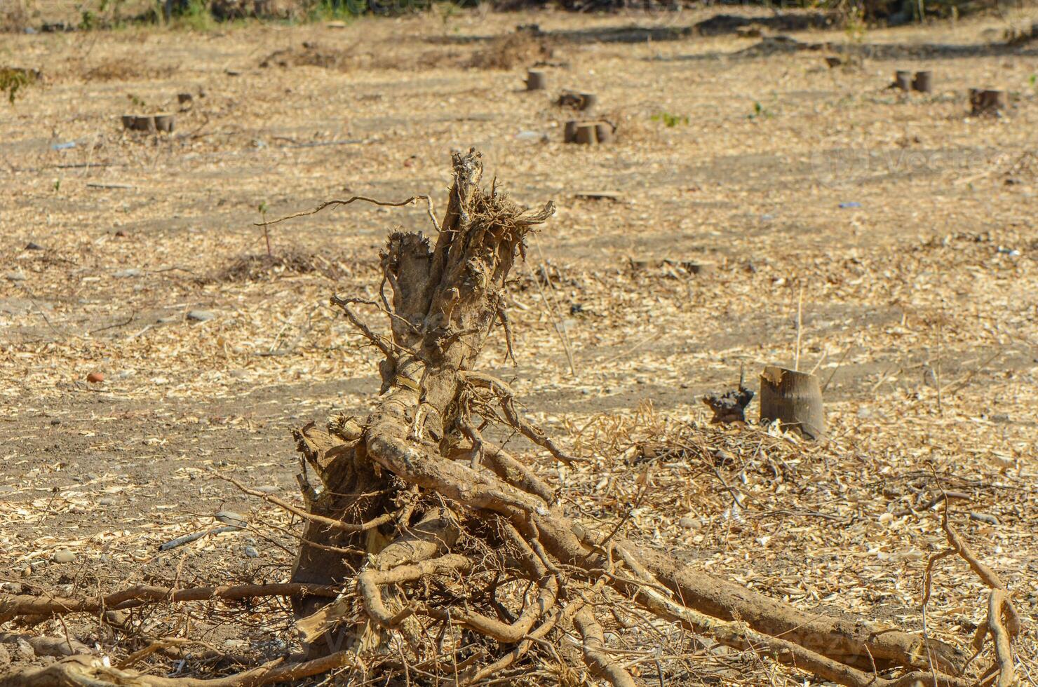 Gazeveren Cyprus 03.07.2024 - excavator uproots the roots of orange trees photo
