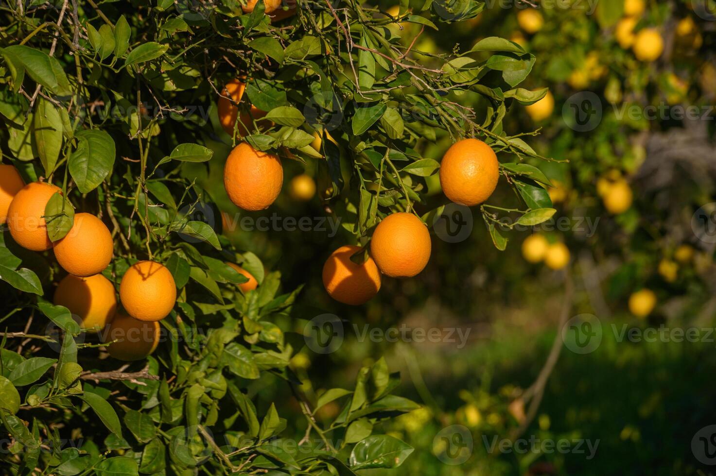 oranges on branches in a garden in Cyprus in winter 2 photo