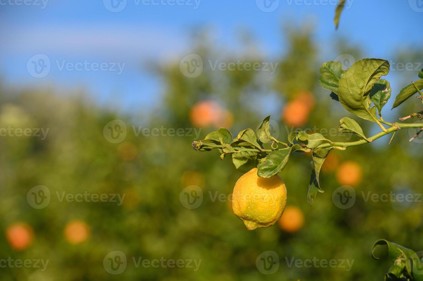lemons on branches in a garden in Cyprus in winter 9 photo