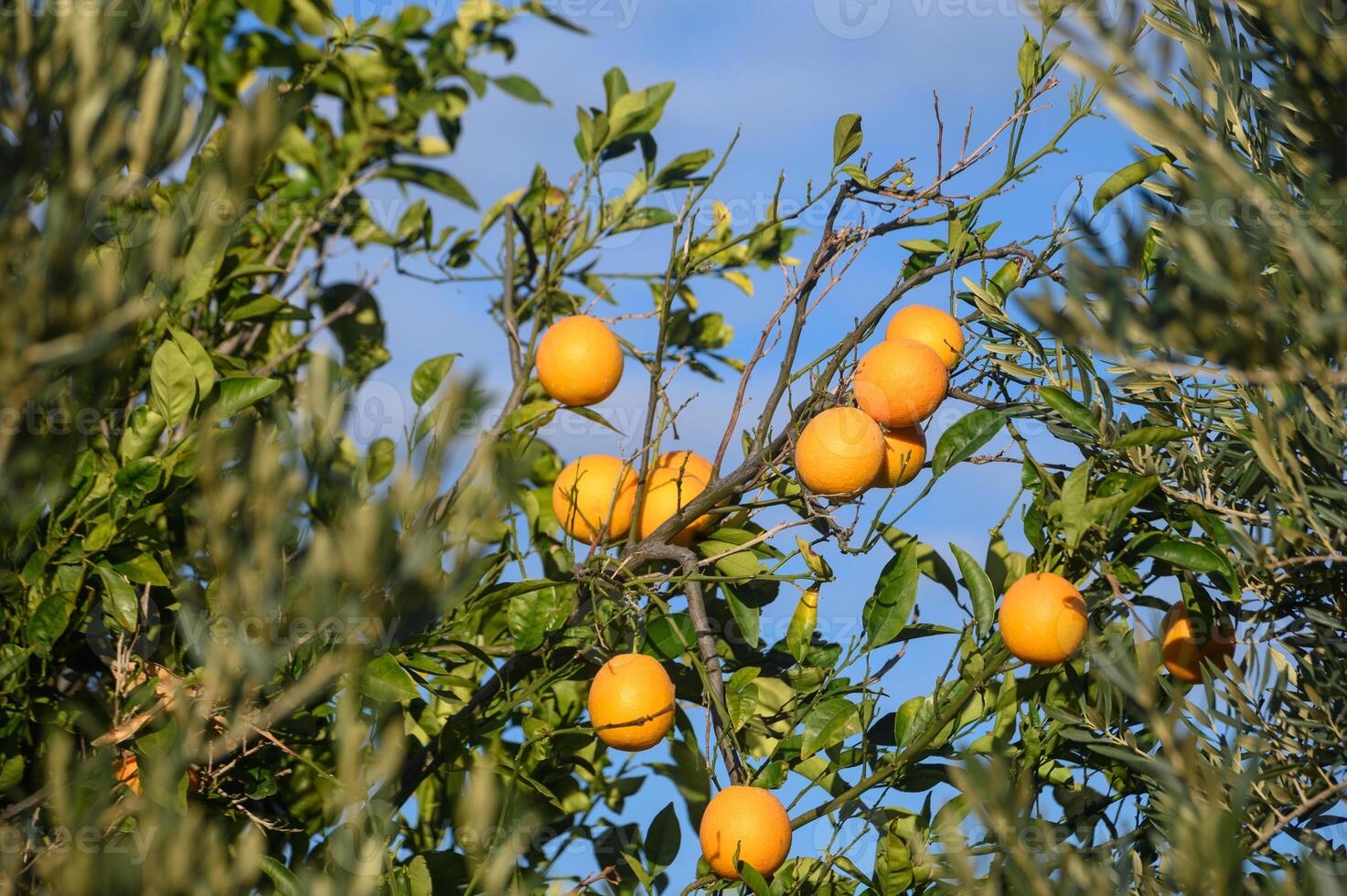 juicy lemons on branches in a garden in Cyprus in winter 8 photo