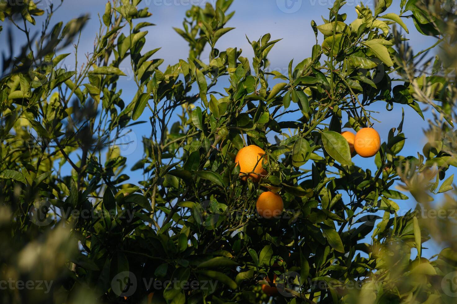 juicy oranges on branches in a garden in Cyprus in winter 5 photo