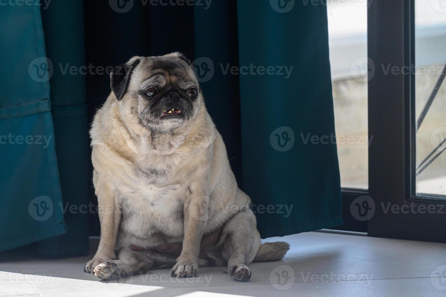 Cute overweight pug on floor at home photo