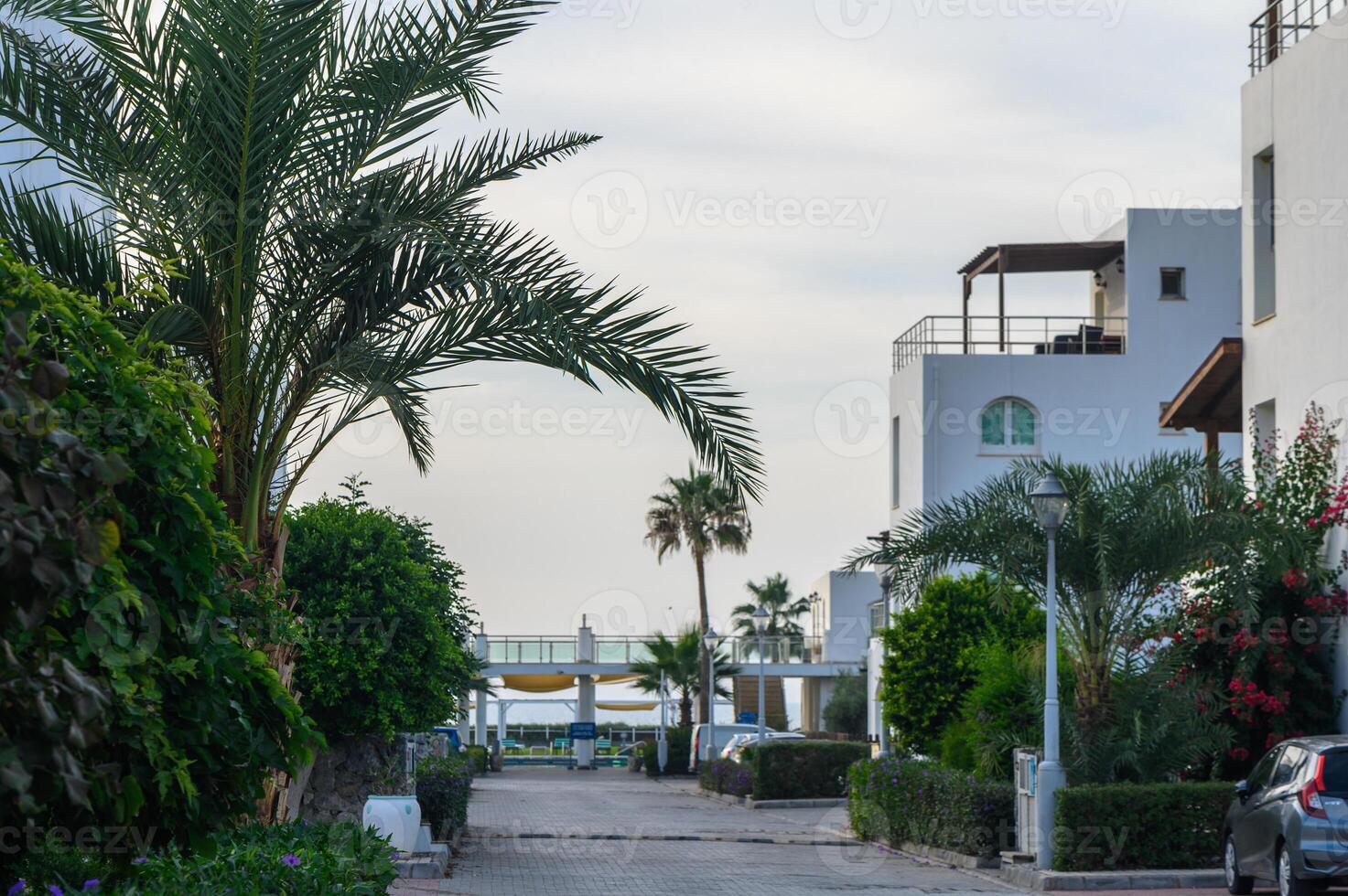 palm leaves against a background of blue sky in the evening in autumn on the island of Cyprus 11 photo