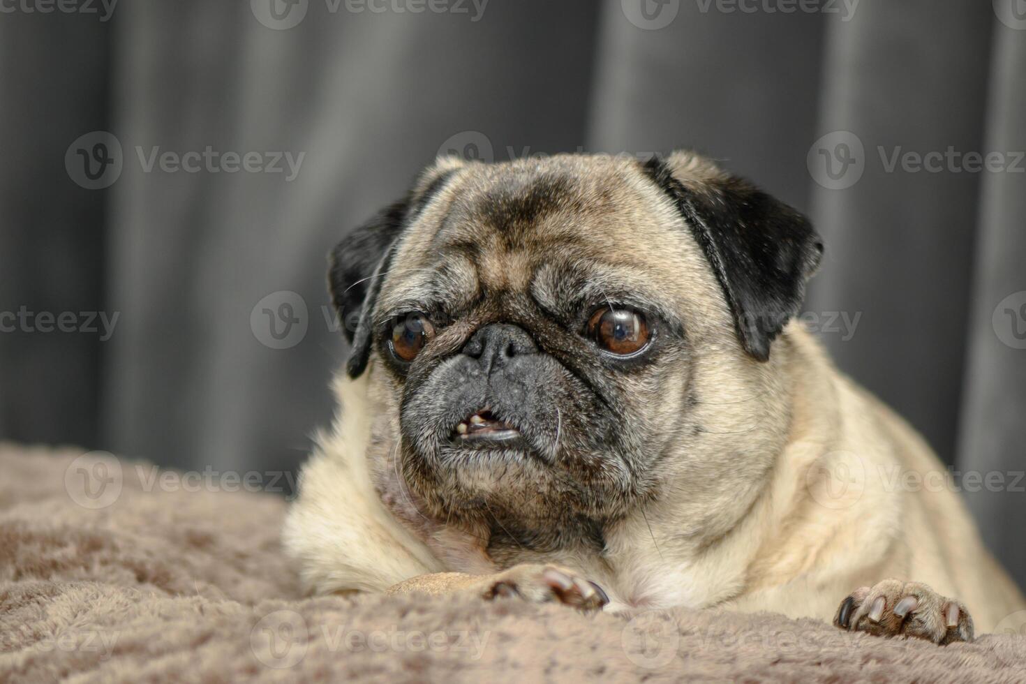 Cozy pug lying on the sofa 9 photo