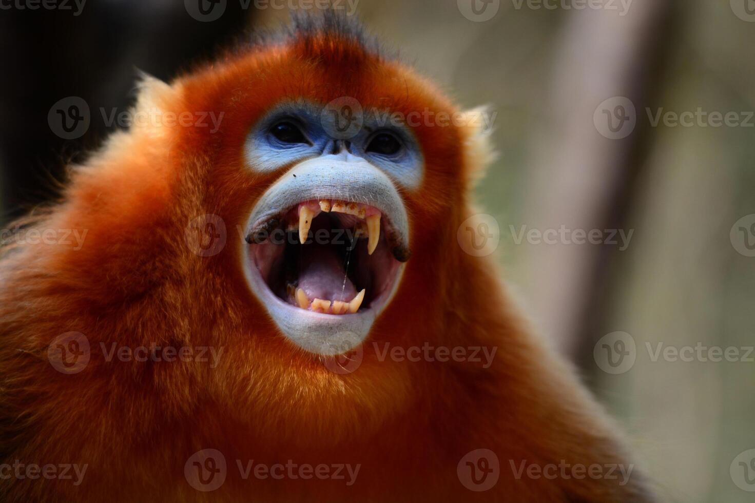 Horizontal closeup of a golden monkey at a zoo in China photo