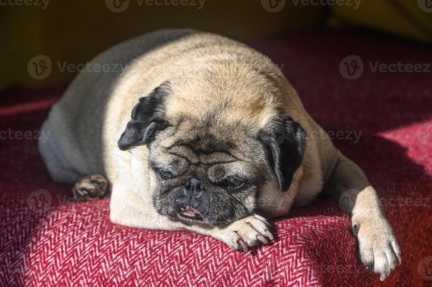 An old pug sleeps on a red sofa. 2 photo