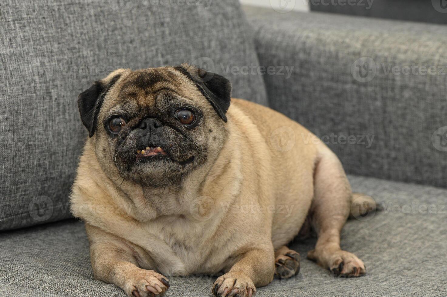 old pug lies on a gray sofa 3 photo