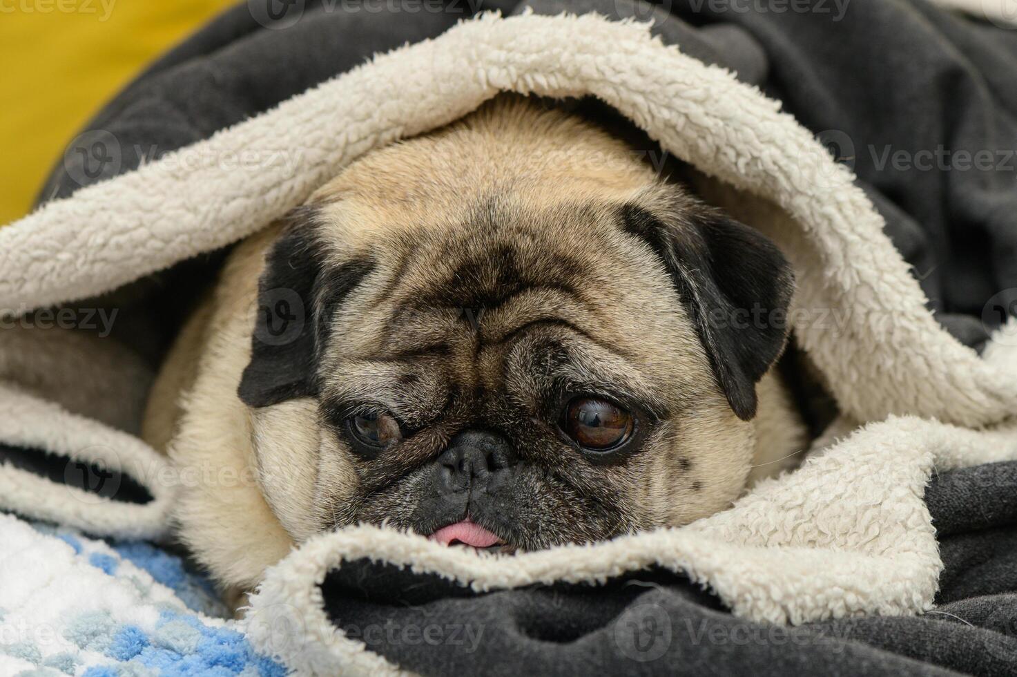 the pug is cold. pug lying covered on the sofa photo