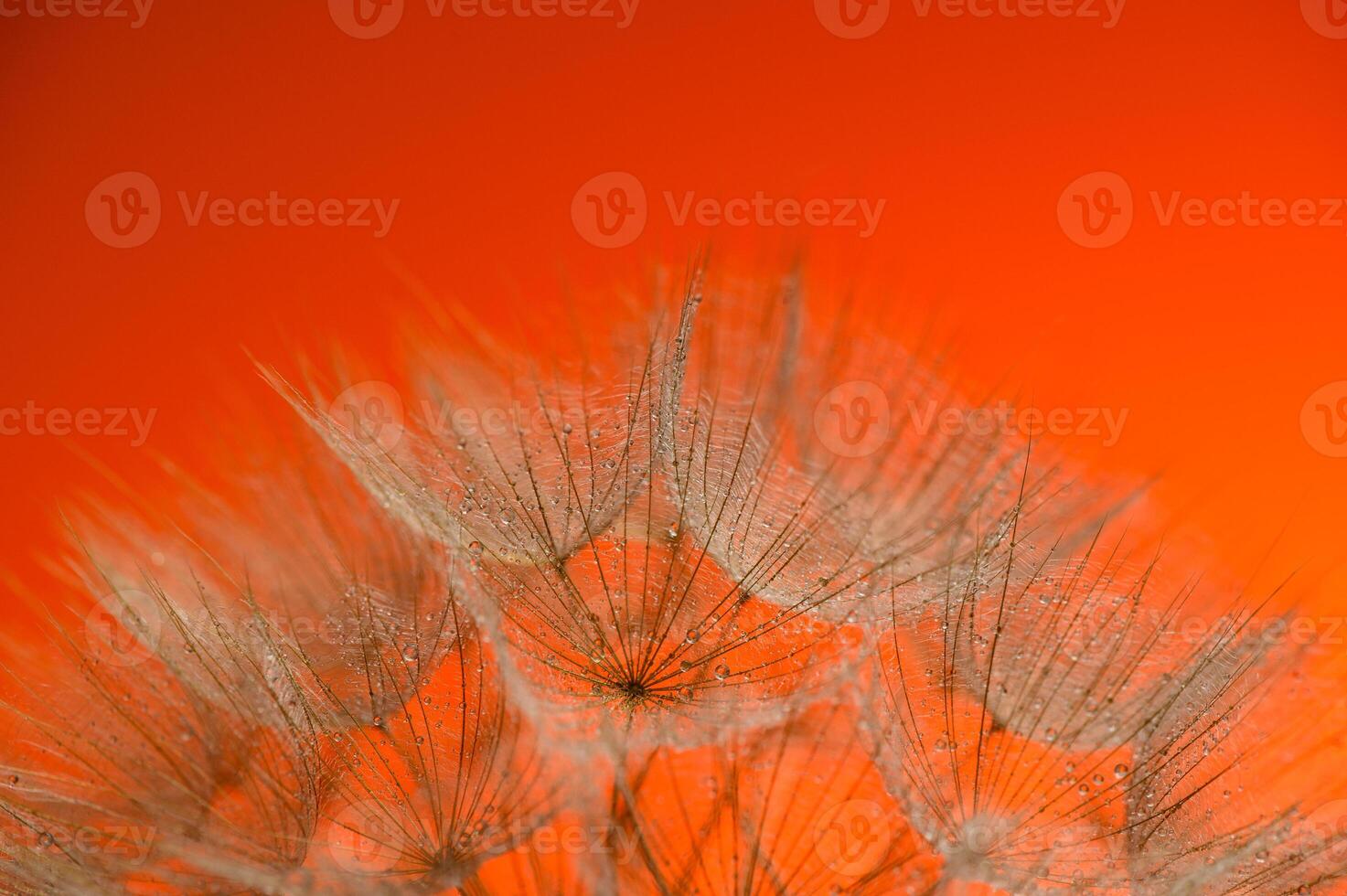 Macro nature. Beautiful dew drops on dandelion seed macro. Beautiful soft sunset background. photo