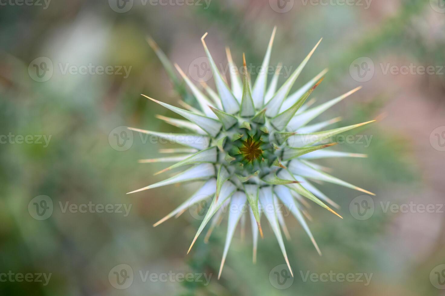 Mariana thistle flower Silybum marianum top view photo