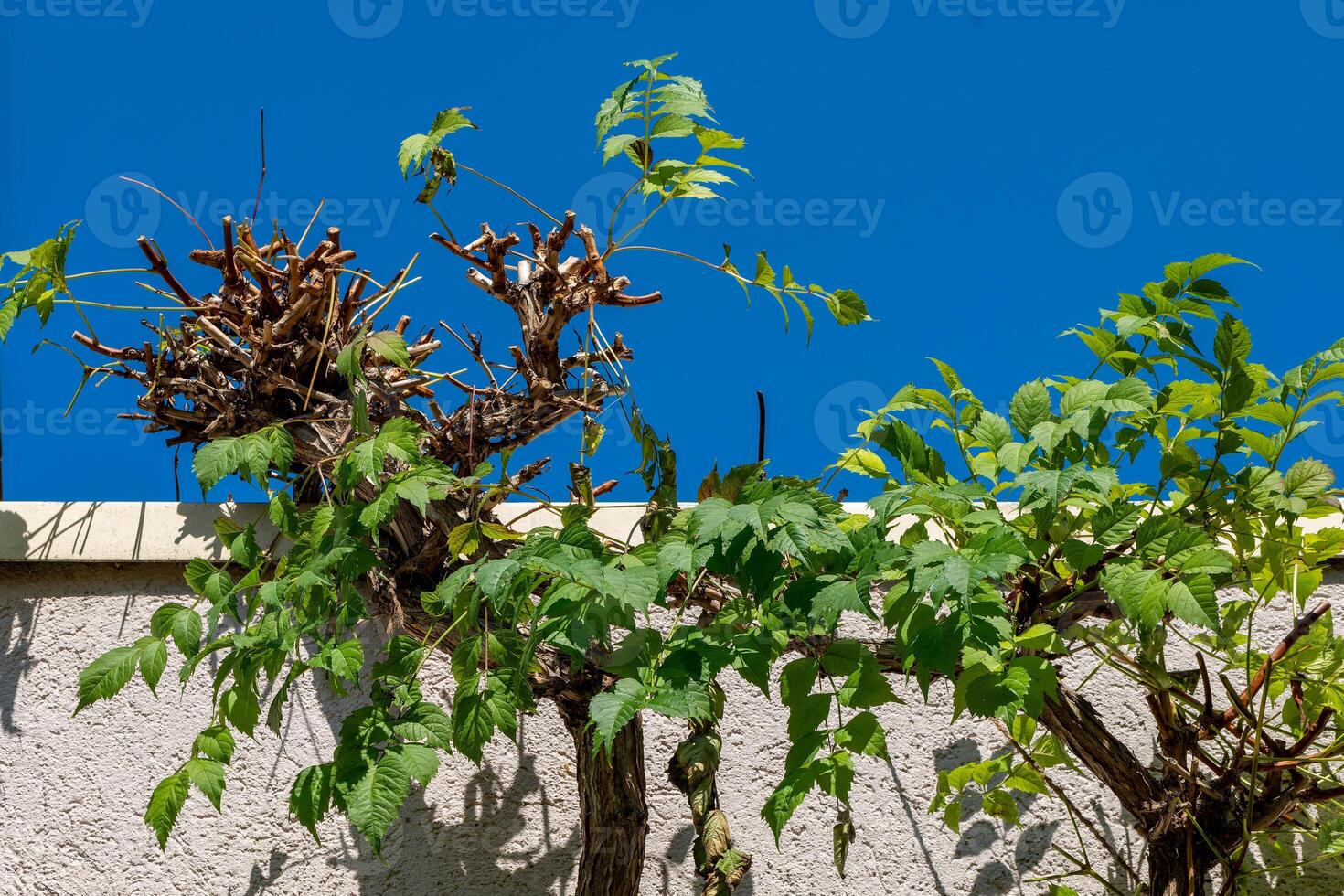 tree with green leaves is growing on a wall photo