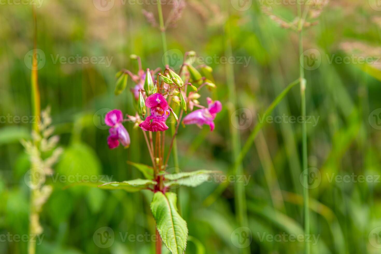 bunch of pink flowers are in a field of green grass photo